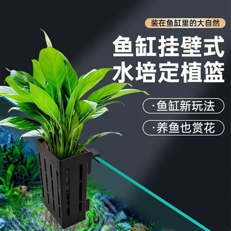 魚缸種植物